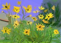 Bordeau Daisies